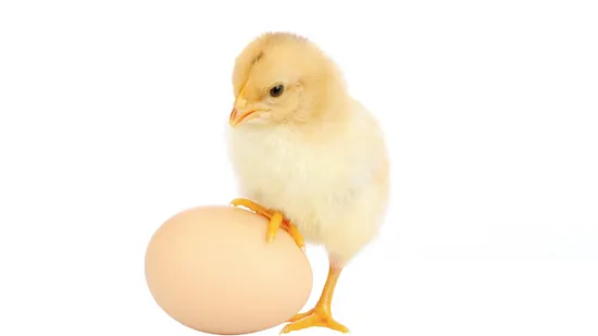 High Quality Feed Grade Laying Hens Chicken Premix Feed Lysine Probiotics Vitamin Zinc Oxide Supplements Egg Production Booster Animal Feed Additives